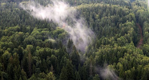 Fog over forest