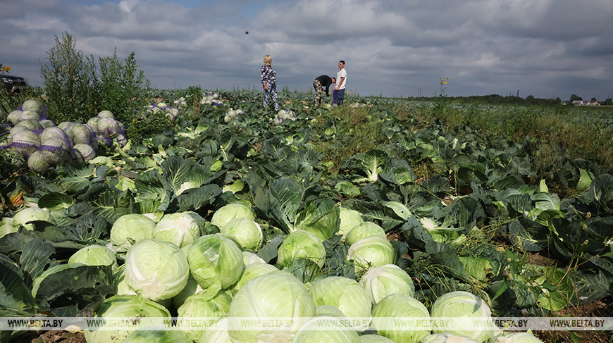 Harvest time in Mogilev District 