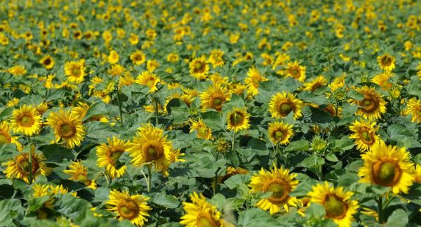 Sunflowers in Mogilev District 