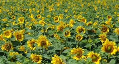 Sunflowers in Mogilev District 