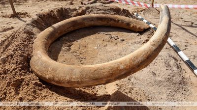 Mammoth tusk unearthed in Belarus 
 
   
  
 