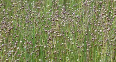 Flax field 