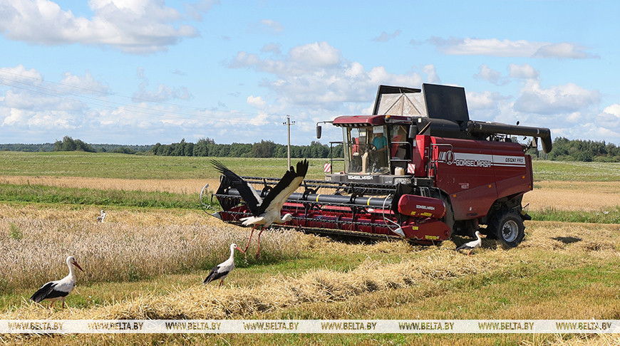 Harvest time in Beshenkovichi District