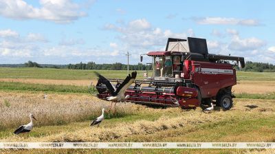 Harvest time in Beshenkovichi District