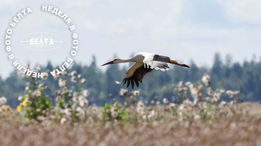 Stork flying over field