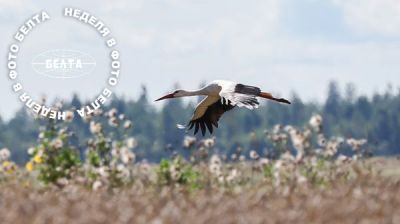 Stork flying over field