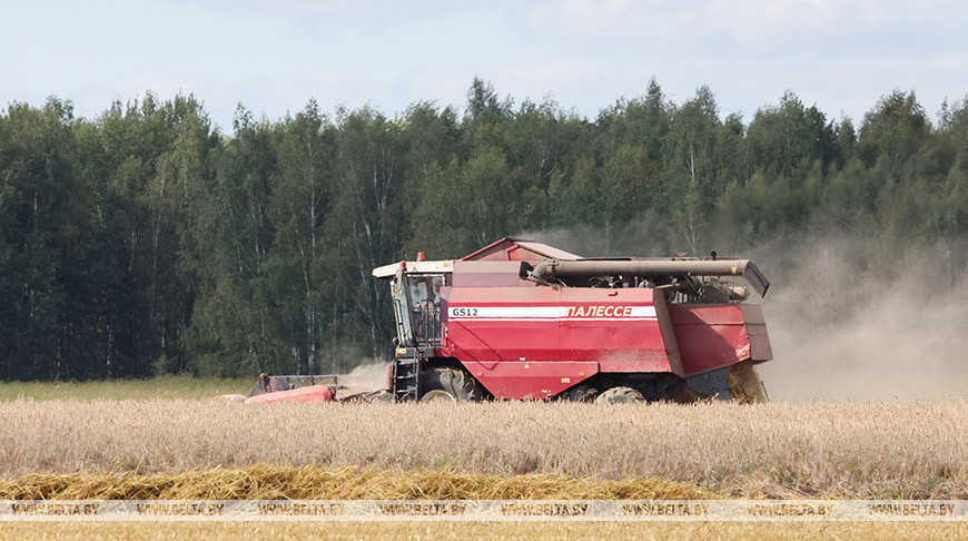 In the fields of Shklov District