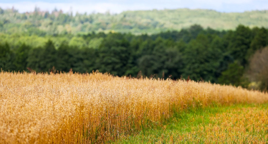 Belarus’ summer landscape