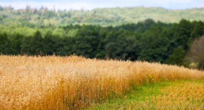 Belarus’ summer landscape