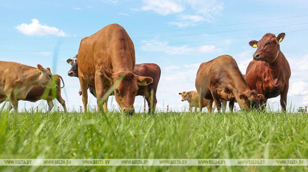 Cows on pasture in Uzda District