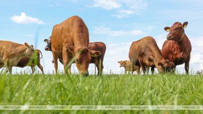 Cows on pasture in Uzda District