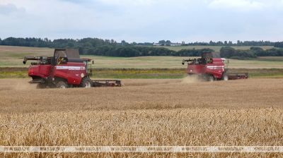 Harvest time in Vitebsk Oblast