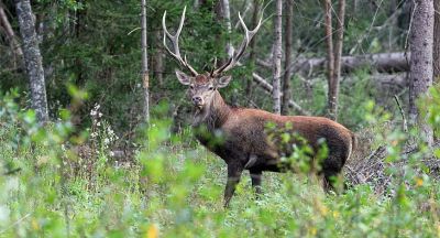 Red deer in forest
