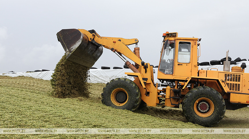 Corn harvest time in Vitebsk District