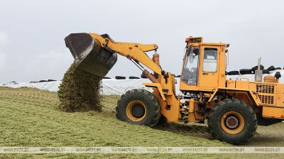 Corn harvest time in Vitebsk District