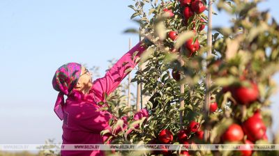  Apple growing in Brest Oblast
 
  
  