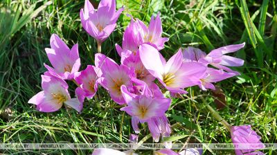 Autumn crocus blossoms in Vitebsk   