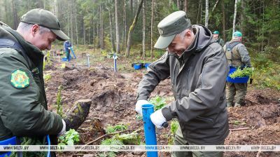 Bringing Forests Back to Life campaign in Belarus