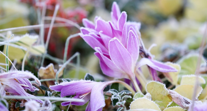  Autumn crocus covered in frost
 