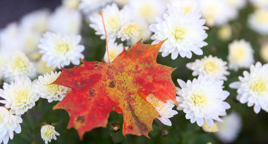 Autumn flowers in Brest 