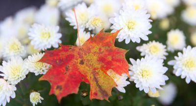 Autumn flowers in Brest 