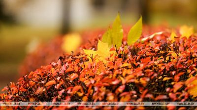  Autumn foliage in Minsk
 