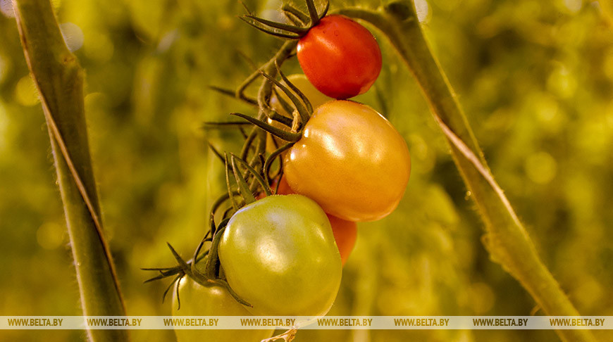  Off-season tomato production at Berestye Greenhouse Complex
 
  
  