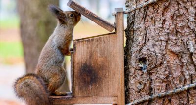 Squirrel visits feeder box