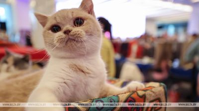 Cat show in Minsk