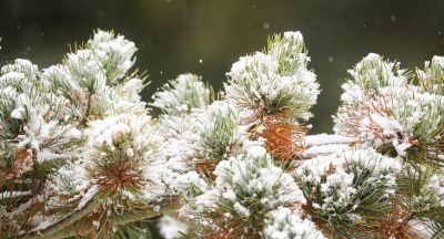 Pine branches under snow