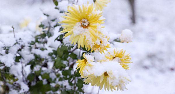 Flowers under snow 