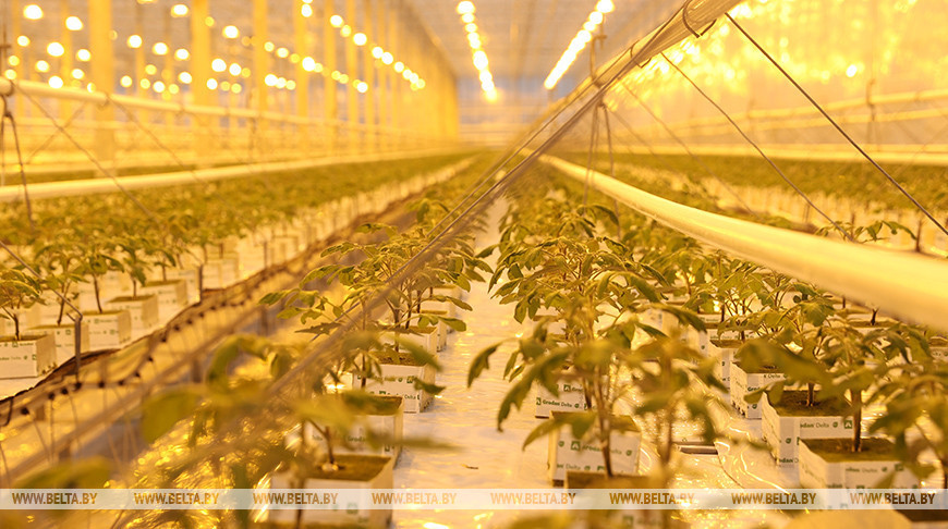 Tomato greenhouse complex in Olshany
