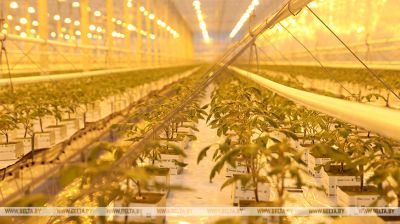 Tomato greenhouse complex in Olshany