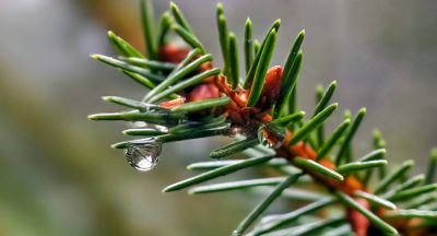 Сlose-up view of fir tree branch