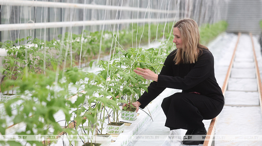 Grodno Vegetable Factory 