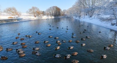 Wintering wildfowl 
