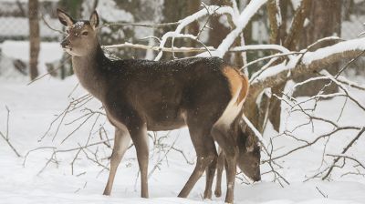 Berezinsky Biosphere Reserve