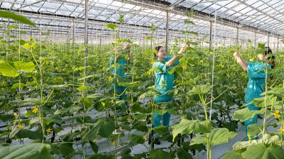 Brilevo greenhouse farm