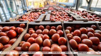 Greenhouse harvest in Polotsk District