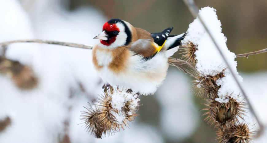 European goldfinch