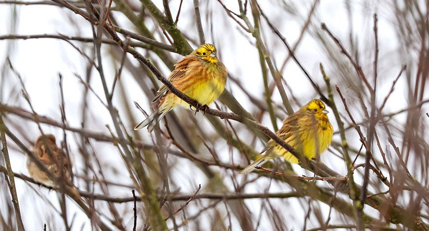 Yellowhammer 