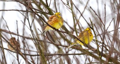 Yellowhammer 