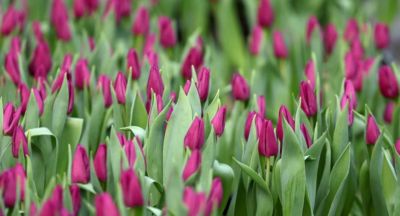 Belarusian flower growers gear up for spring holidays