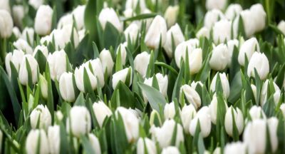 Belarusian flower growers gear up for spring holidays