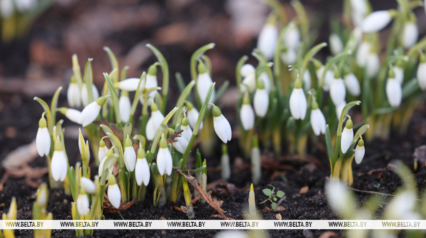 Snowdrops: First signs of spring 