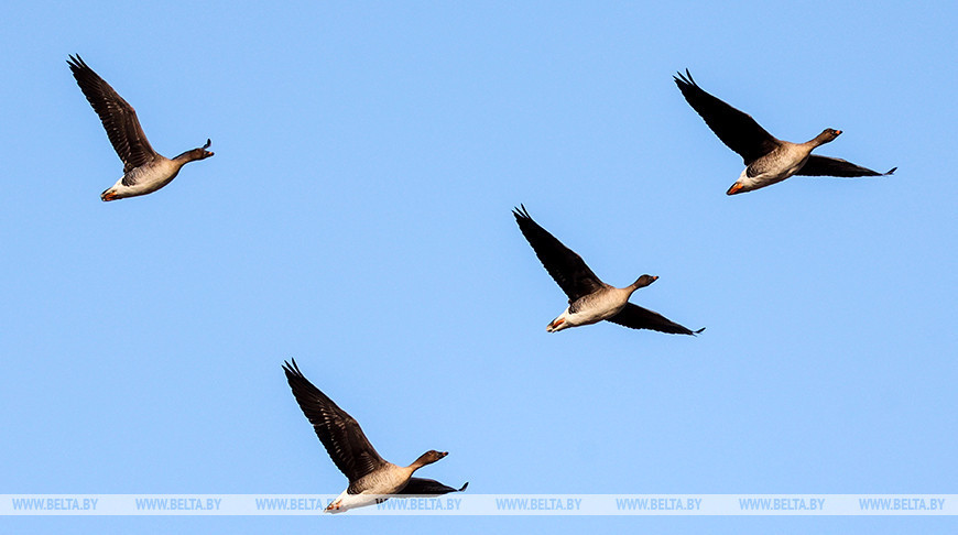 Migratory birds return to Belarus