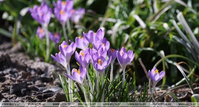 Blooming crocuses in Minsk