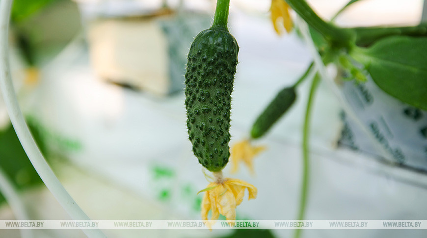 Second cucumber harvest in Stolin District