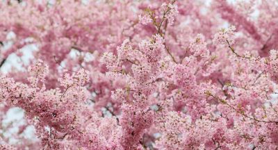 Blooming trees in Belarus