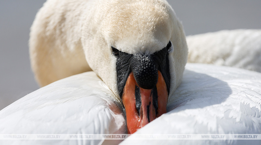  Snow-white swans in the Drozdy Reservoir
 
  
  